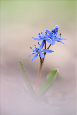 Zweiblättriger Blaustern (Scilla bifolia), Deutschland, Baden-Württemberg