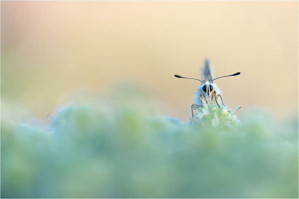 Roter Apollo (Parnassius apollo lozerae), Frankreich, Dep. Lozere