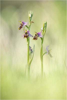 Ophrys annae