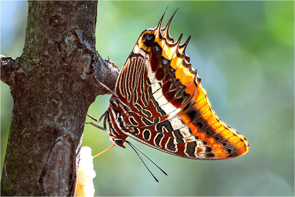 Erdbeerbaumfalter (Charaxes jasius), Frankreich, Ardèche