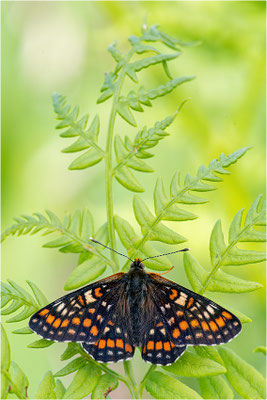 Eschen-Scheckenfalter (Euphydryas maturna), Schweden, Örebro län