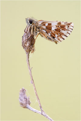 Kleiner Südlicher Würfel-Dickkopffalter (Pyrgus malvoides), Frankreich, Dep. Isere