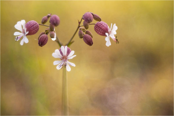 Taubenkropf (Silene vulgaris), Deutschland, Baden-Württemberg