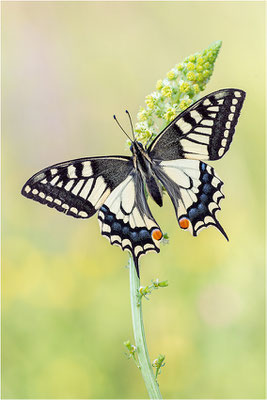 Schwalbenschwanz (Papilio machaon), Deutschland, Baden-Württemberg