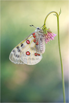 Roter Apollo (Parnassius apollo leovigildus), Frankreich, Dep. Alpes-de-Haute-Provence