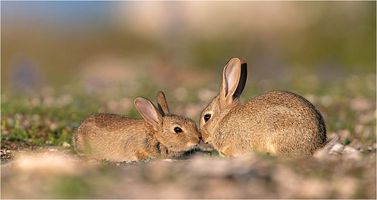 Wildkaninchen (Oryctolagus cuniculus), Gotland, Schweden