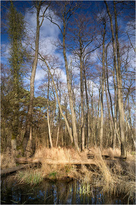 Darßwald, Darß, Mecklenburg-Vorpommern