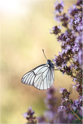 Baumweißling (Aporia crataegi), Frankreich, Ardèche