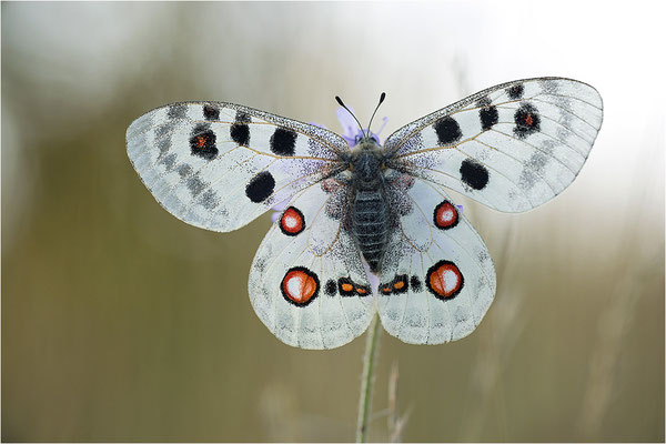 Roter Apollo (Parnassius apollo lithographicus), Deutschland, Oberbayern