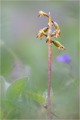 Korallenwurz (Corallorhiza trifida), Schweden, Norrbotten