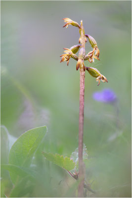 Korallenwurz (Corallorhiza trifida), Schweden, Norrbotten