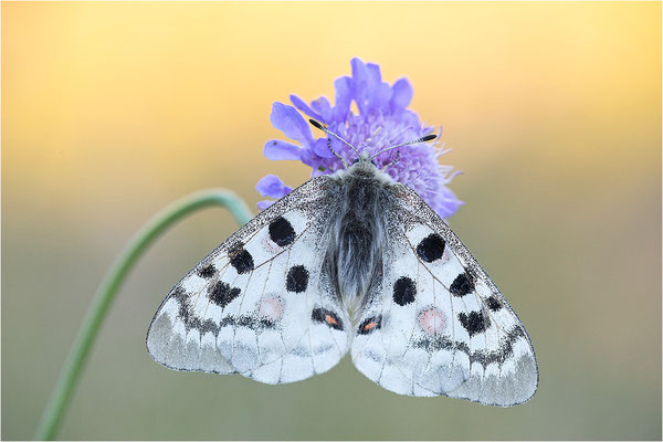 Roter Apollo (Parnassius apollo nivatus), Frankreich, Dep. Jura