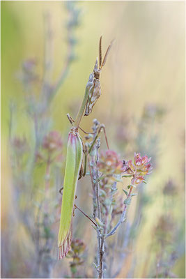 Hauben-Fangschrecke (Empusa pennata), Männchen, Frankreich, Drôme