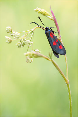 Großes Fünffleck-Widderchen (Zygaena lonicerae), Schweiz, Wallis