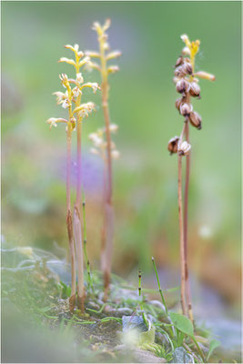 Korallenwurz (Corallorhiza trifida), Schweden, Norrbotten