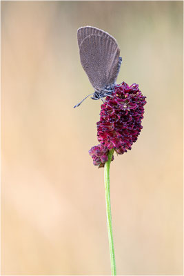 Dunkler Wiesenknopf-Ameisenbläuling (Phengaris nausithous), Deutschland, Baden-Württemberg