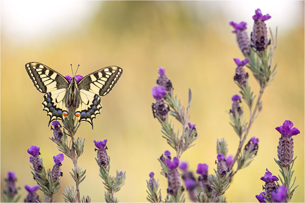 Schwalbenschwanz (Papilio machaon), Frankreich, Dep. Var