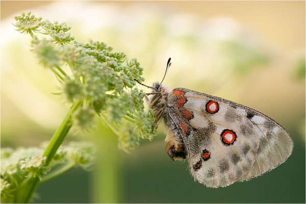 Roter Apollo (Parnassius apollo valesiacus), Schweiz, Kanton Wallis