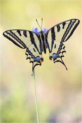 Südlicher Schwalbenschwanz (Papilio alexanor destelensis), Männchen, Frankreich, Dep. Vaucluse