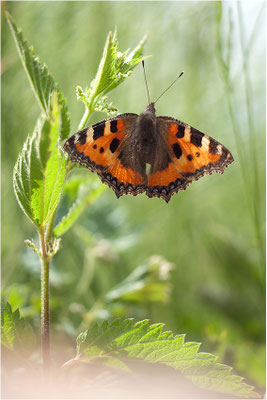 Kleiner Fuchs (Aglais urticae) bei der Eiablage, Frankreich, Ardèche