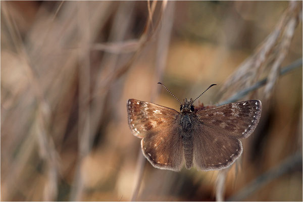 Dunkler Dickopffalter (Erynnis tages), Deutschland, Baden-Württemberg