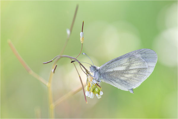Tintenfleck-Weißling (Leptidea sinapis bzw. juvernica), Deutschland, Baden-Württemberg