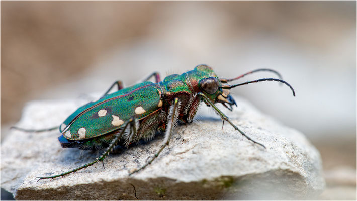 Feld-Sandlaufkäfer (Cicindela campestris), Frankreich, Vercors