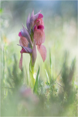 Verkannter Zungenstendel (Serapias neglecta), Frankreich, Var