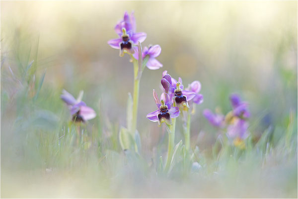 Ophrys tenthredinifera