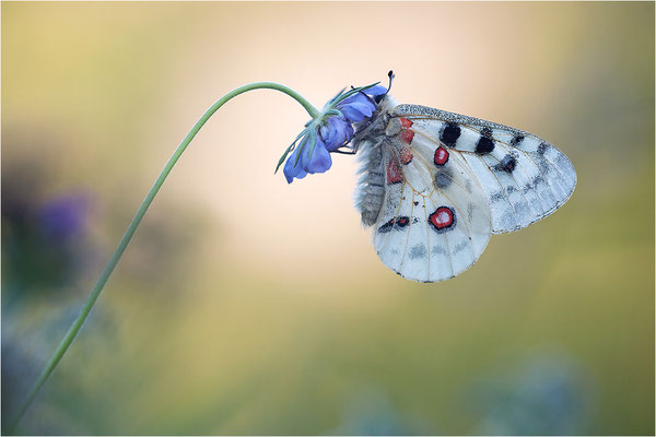 Roter Apollo (Parnassius apollo melliculus), Deutschland, Franken