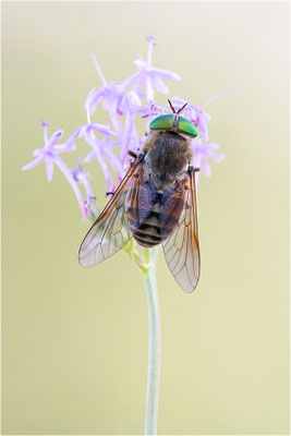 Philipomya aprica, Frankreich, Dep. Hautes-Alpes