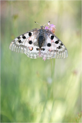 Roter Apollo (Parnassius apollo substitutus), Frankreich, Savoyen