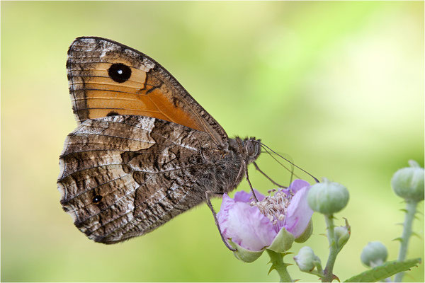 Rostbinde (Hipparchia semele), Männchen, Frankreich, Ardèche