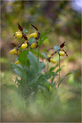 Gelber Frauenschuh (Cypripedium calceolus), Schweden, Gotland