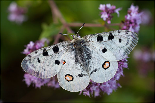 Roter Apollo (Parnassius apollo melliculus), Deutschland, Franken