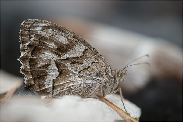 Hipparchia fidia, Frankreich Dep. Var