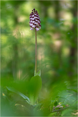 Purpur-Knabenkraut (Orchis purpurea), Deutschland, Baden-Württemberg