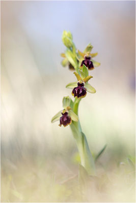 Ophrys passionis, Bouches-du-Rhône