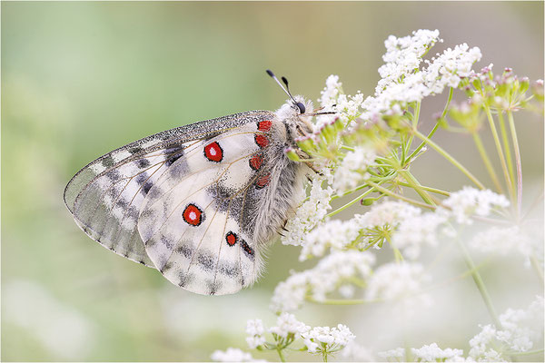 Roter Apollo (Parnassius apollo pedemontanus), Italien, Region Aostatal