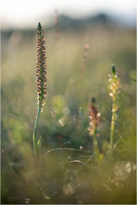 Ohnsporn (Orchis anthropophora), Frankreich, Aveyron