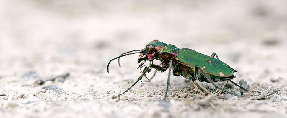 Feld-Sandlaufkäfer (Cicindela campestris), Deutschland, Baden-Württemberg