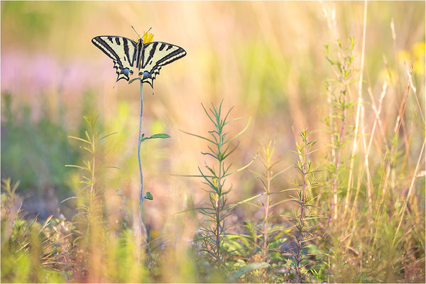 Südlicher Schwalbenschwanz (Papilio alexanor destelensis), Männchen, Frankreich, Dep. Vaucluse