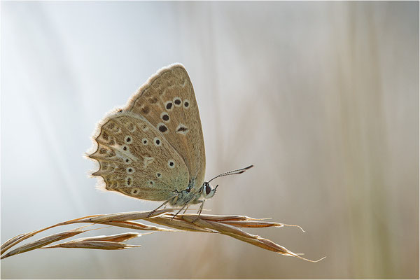 Zahnflügel-Bläuling (Polyommatus daphnis), Weibchen, Deutschland, Oberbayern
