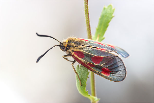 Alpen-Widderchen (Zygaena exulans), Weibchen, Italien, Region Aostatal, 2000m