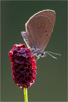 Dunkler Wiesenknopf-Ameisenbläuling (Phengaris nausithous), Deutschland, Baden-Württemberg