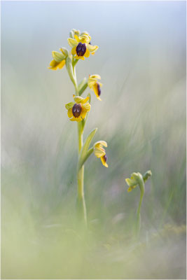 Ophrys lutea