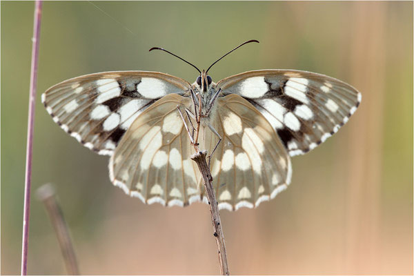 Schachbrettfalter (Melanargia galathea f. leucomelas), Weibchen, Frankreich, Ardèche