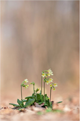 Hohe Schlüsselblume (Primula elatior), Deutschland, Baden-Württemberg