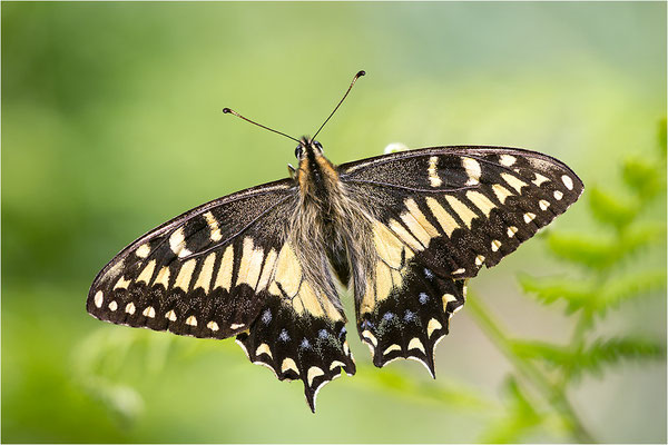 Korsischer Schwalbenschwanz (Papilio hospiton), Männchen, Frankreich, Zentralkorsika