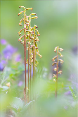 Korallenwurz (Corallorhiza trifida), Schweden, Norrbotten